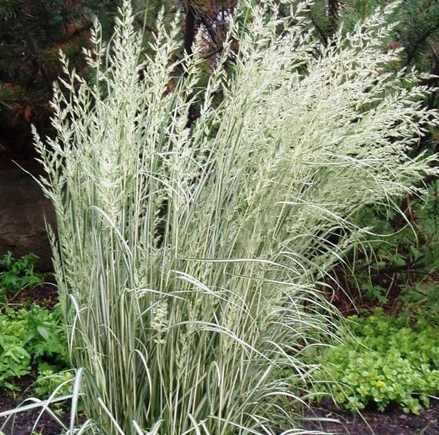 CALAMAGROSTIS ACUTIFLORA AVALANCHE / REED GRASS