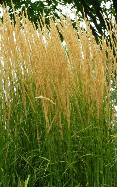 CALAMAGROSTIS ACUTIFLORA KARL FOERSTER / FEATHER REED GRASS