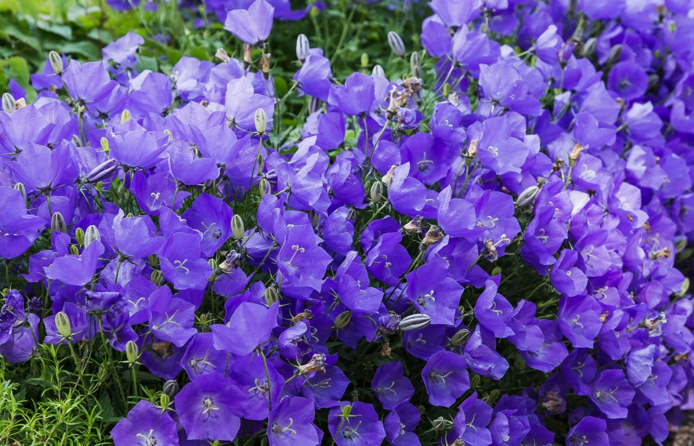 CAMPANULA CARPATICA PEARL DEEP BLUE / CARPATHIAN BELLFLOWER