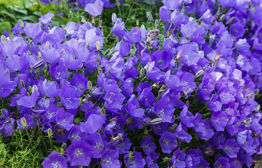 CAMPANULA CARPATICA PEARL DEEP BLUE / CARPATHIAN BELLFLOWER