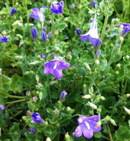 CAMPANULA PORTENSCHLAGIANA / DALMATIAN BELLFLOWER