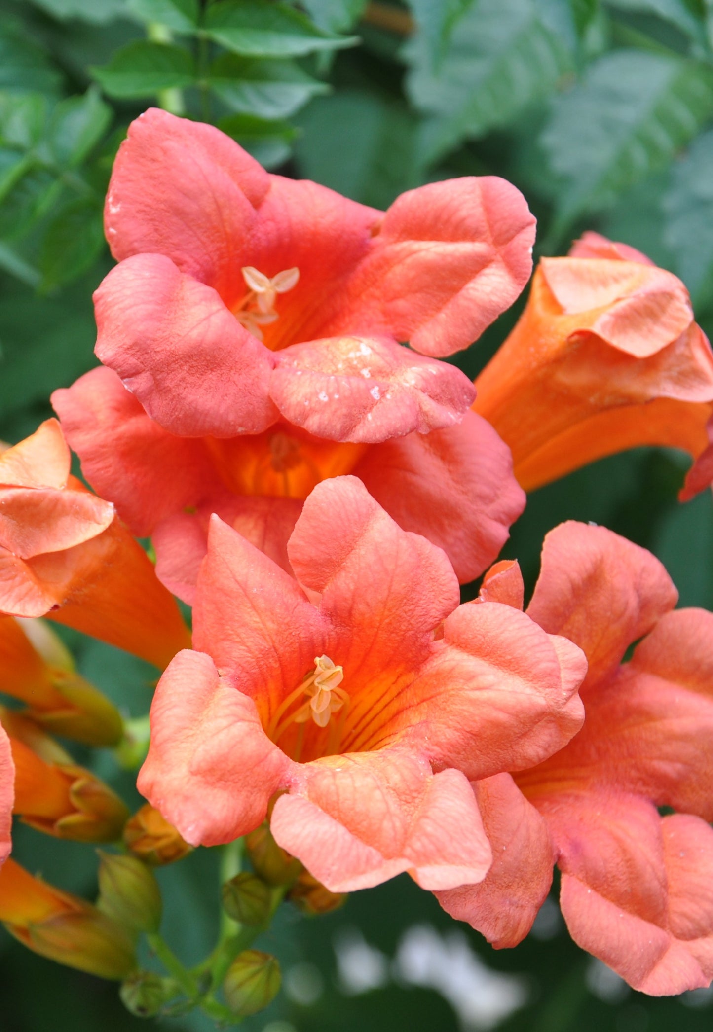 CAMPSIS RADICANS / TRUMPET VINE