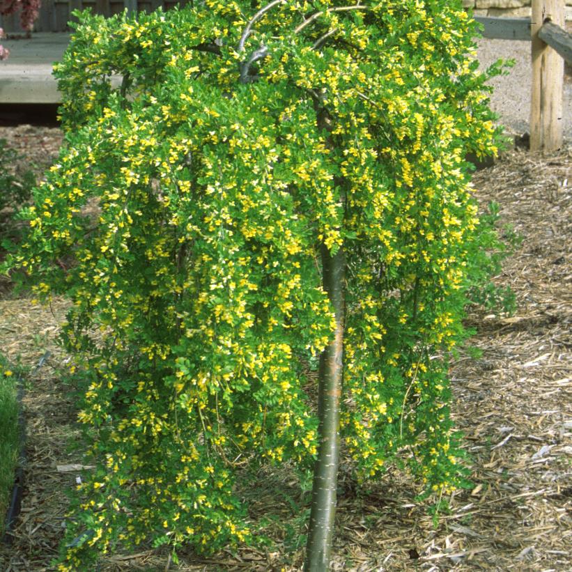 CARAGANA ARBORESCENS PENDULA / WEEPING PEASHRUB