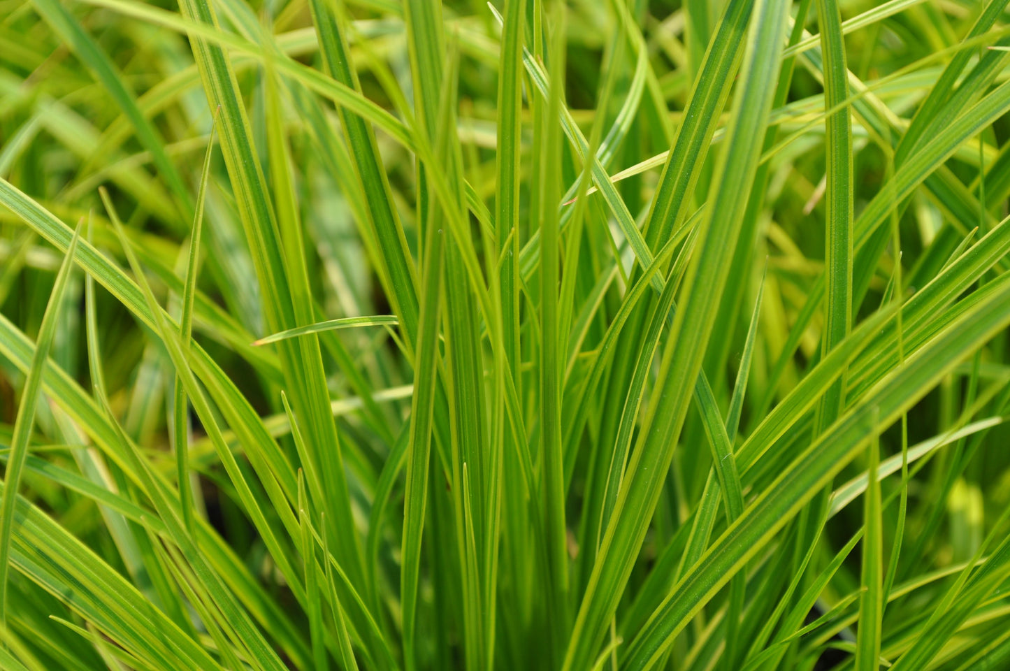 CAREX MORROWII ICE DANCE / SEDGE