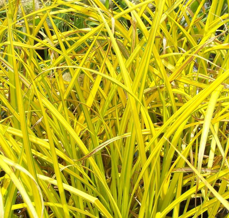 CAREX ELATA AUREA / BOWLES GOLDEN SEDGE