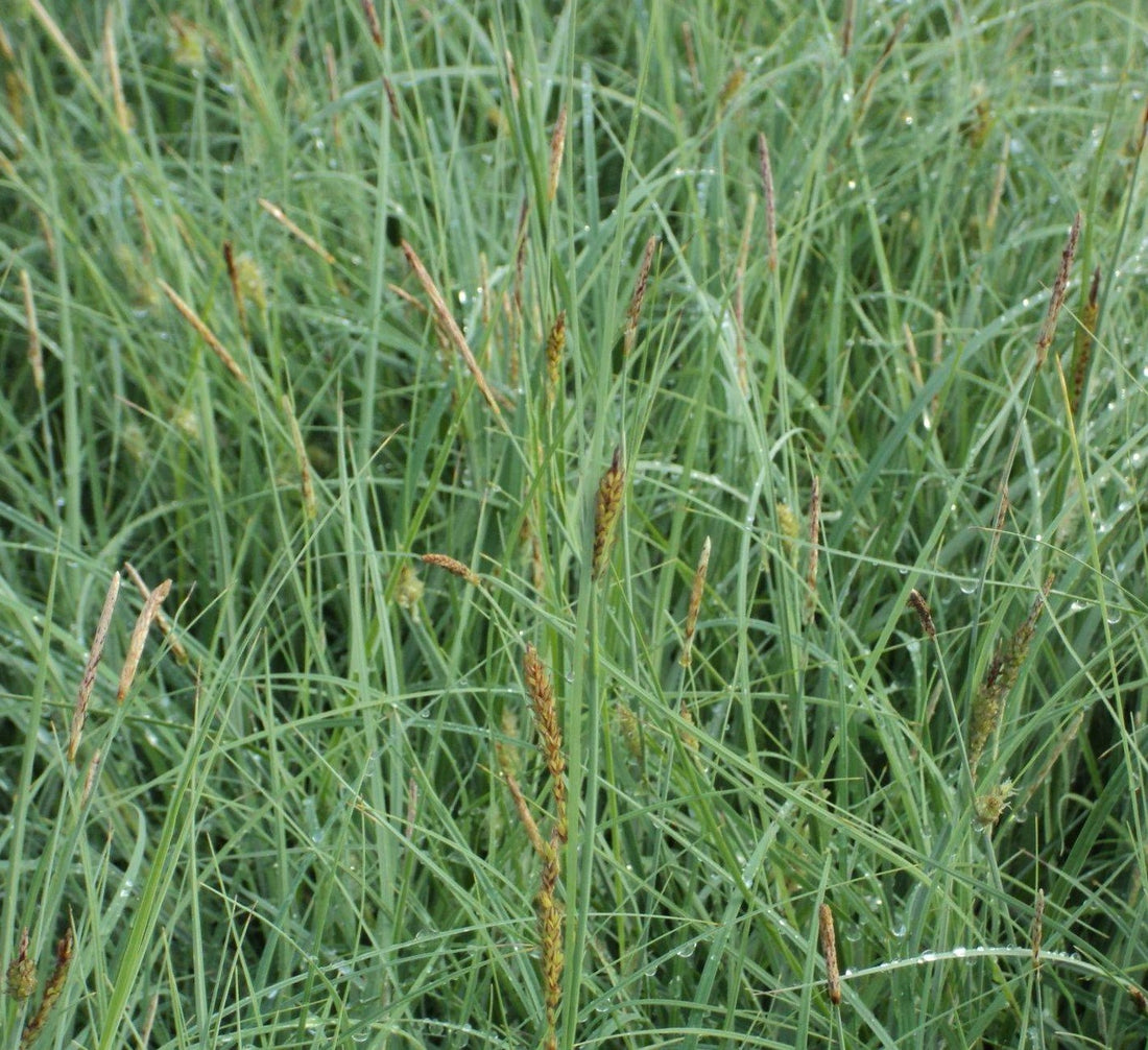 CAREX GLAUCA BLUE ZINGER / SEDGE