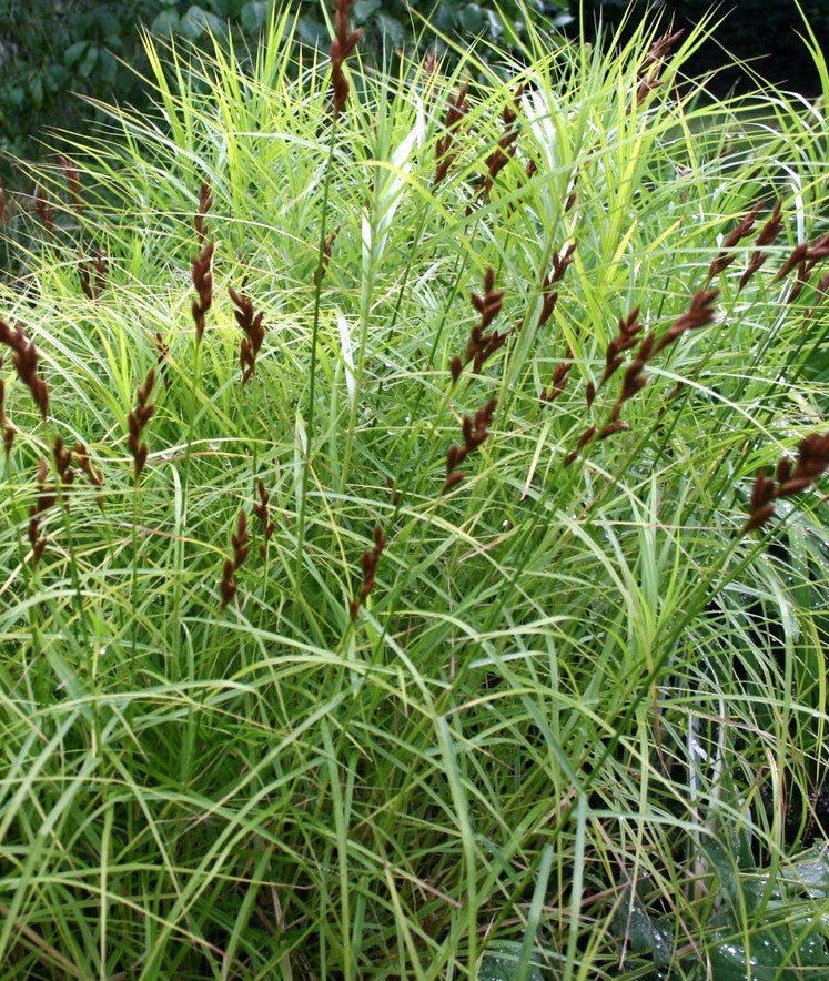 CAREX MUSKINGUMENSIS / PALM SEDGE GRASS