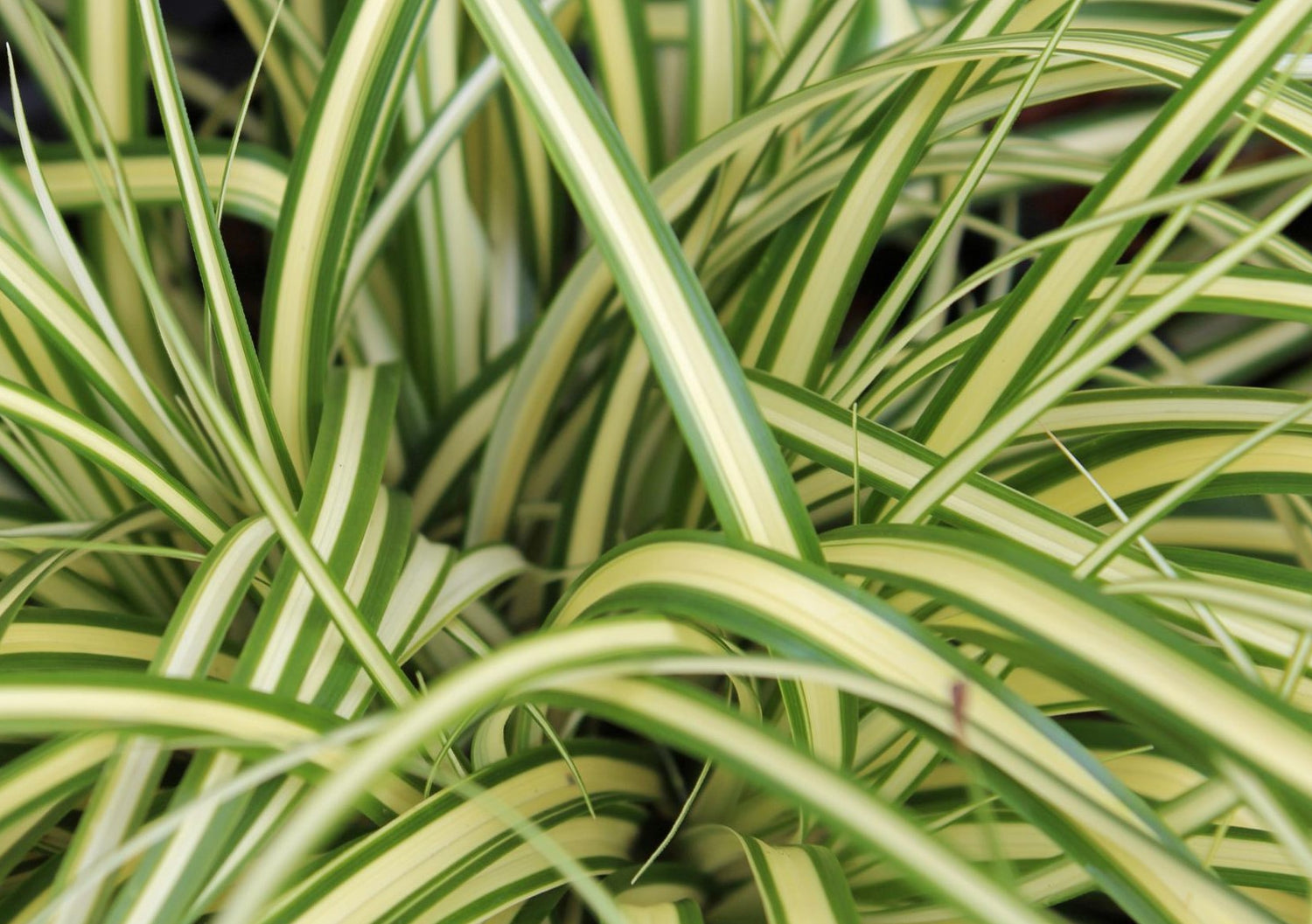 CAREX OSHIMENSIS EVERGOLD / STRIPED WEEPING SEDGE