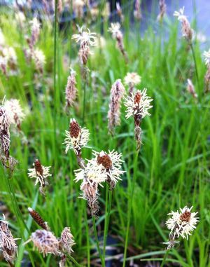 CAREX PENSYLVANICA / OAK SEDGE