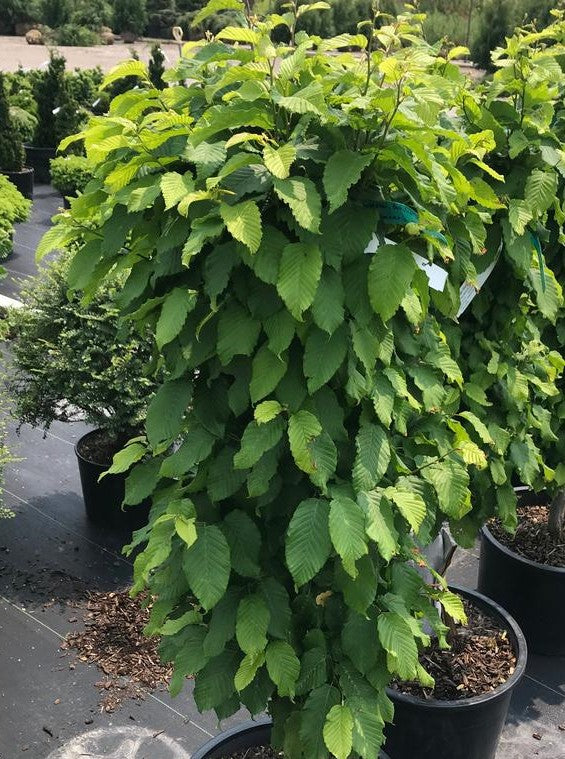 CARPINUS BETULUS COLUMNARIS NANA / DWARF COLUMNAR HORNBEAM