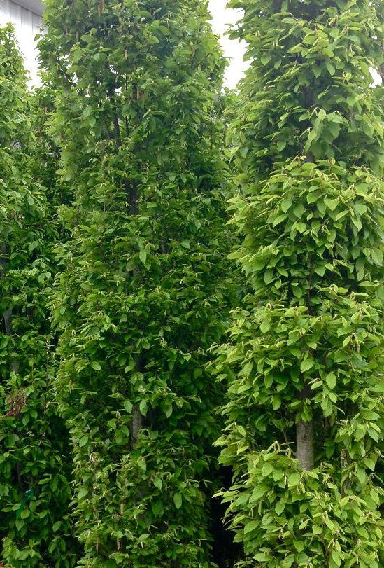 CARPINUS BETULUS FASTIGIATA / PYRAMIDAL EUROPEAN HORNBEAM