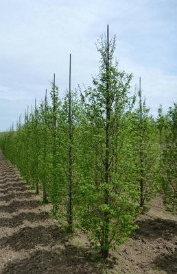 CARPINUS BETULUS FRANS FONTAINE / FRANS FONTAINE HORNBEAM