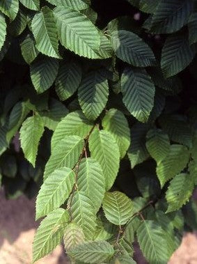 CARPINUS CAROLINIANA / BLUE BEECH / MUSCLEWOOD