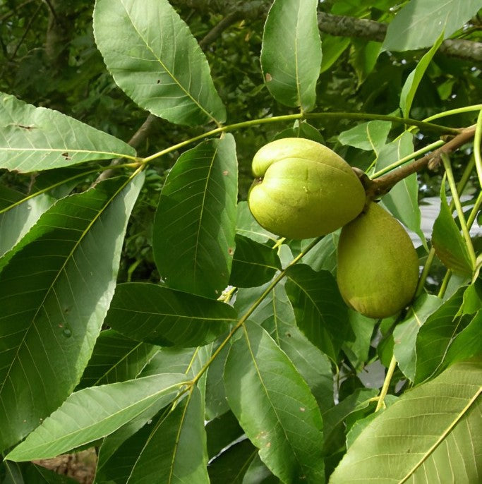 CARYA LACINIOSA / SHELLBARK HICKORY