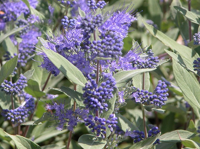 CARYOPTERIS X CLANDONENSIS DARK KNIGHT / BLUEBEARD