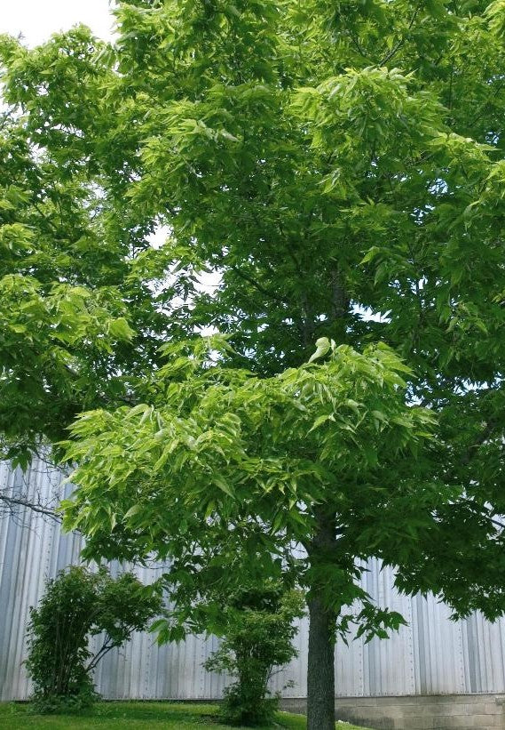 CELTIS OCCIDENTALIS / COMMON HACKBERRY