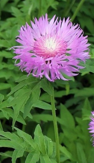 CENTAUREA DEALBATA / PERSIAN CORNFLOWER