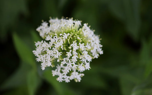 CENTRANTHUS RUBER ALBUS / WHITE VALERIAN