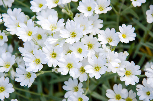 CERASTIUM TOMENTOSUM / SNOW-IN-SUMMER