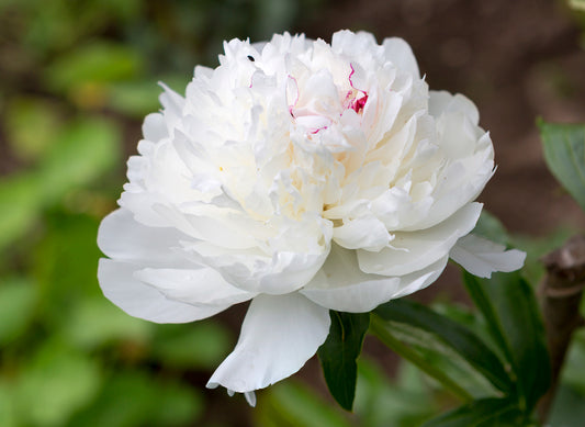 PAEONIA FESTIVA MAXIMA / PEONY