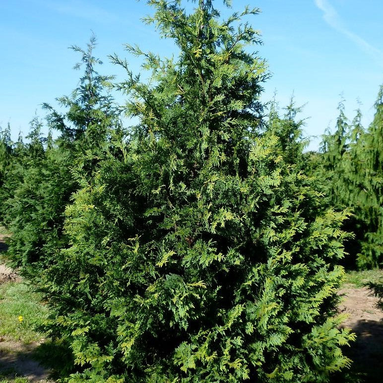 CHAMAECYPARIS NOOTKATENSIS AUREA / GOLDEN NOOTKA FALSECYPRESS