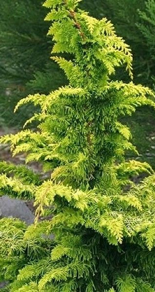 CHAMAECYPARIS OBTUSA FERNSPRAY GOLD / GOLD HINOKI FALSECYPRESS