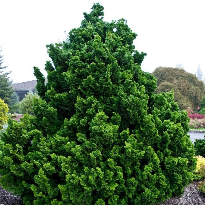 CHAMAECYPARIS OBTUSA NANA GRACILIS / DWARF HINOKI FALSECYPRESS