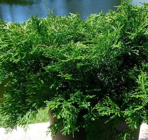 CHAMAECYPARIS OBTUSA PYGMAEA AURESCENS / BRONZE PYGMY HINOKI FALSECYPRESS