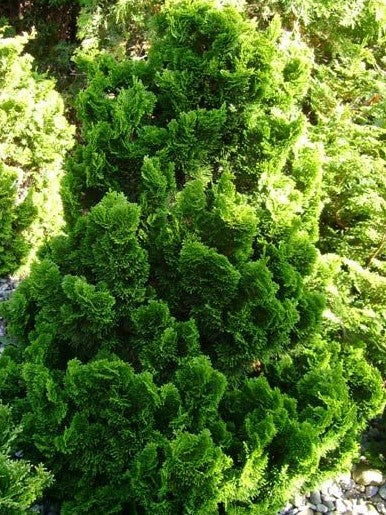 CHAMAECYPARIS OBTUSA TEMPELHOF / TEMPLEHOF HINOKI FALSECYPRESS