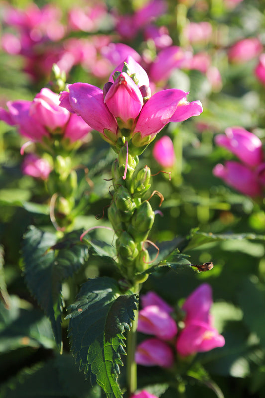 CHELONE LYONII HOT LIPS / PINK TURTLEHEAD