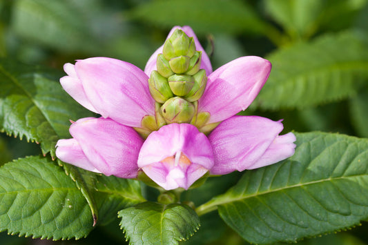 CHELONE OBLIQUA / PINK TURTLEHEAD