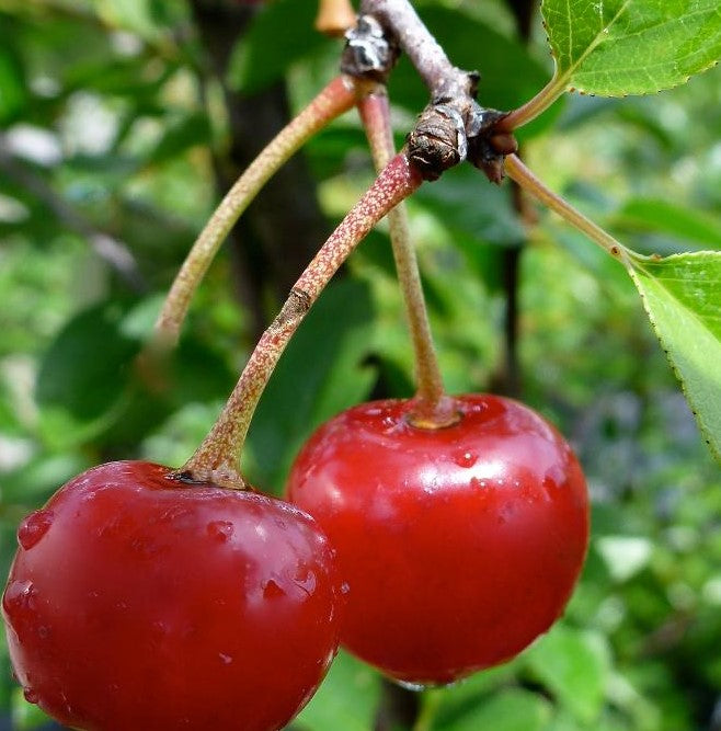 CHERRY-SHRUB VALENTINE / VALENTINE CHERRY