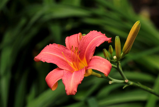 HEMEROCALLIS CHILDREN'S FESTIVAL / DAYLILY