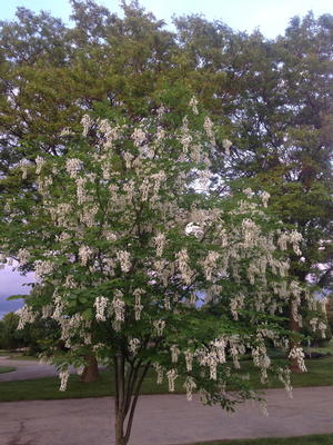 CLADRASTIS LUTEA / YELLOWWOOD