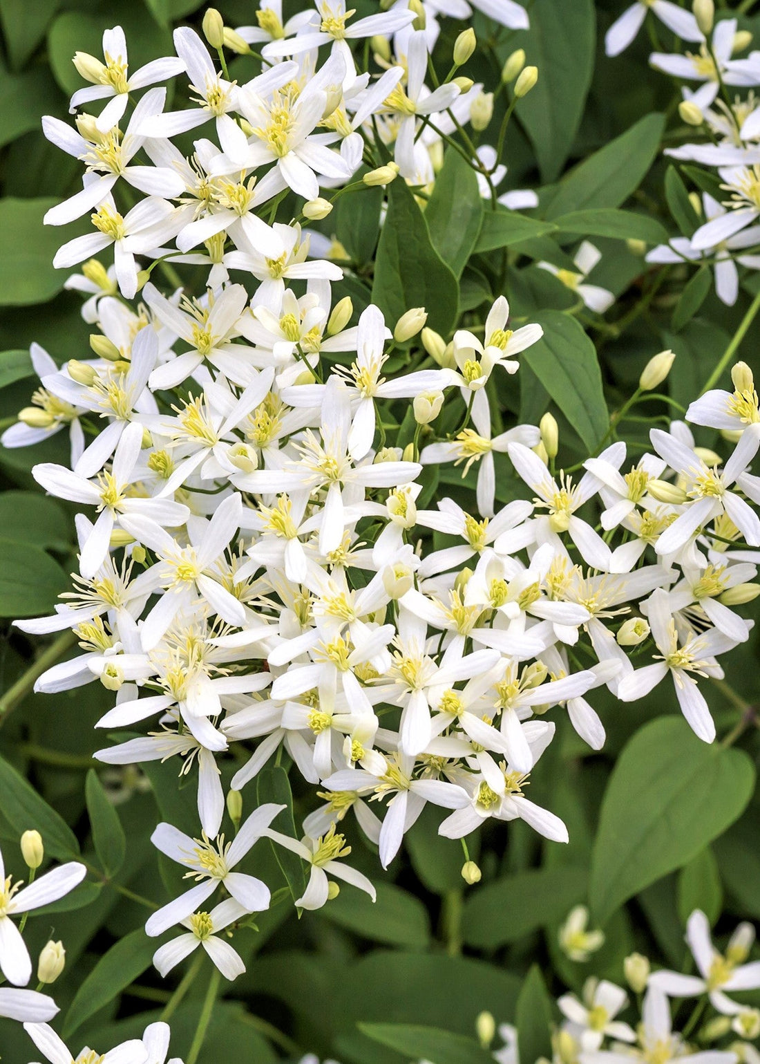 CLEMATIS PANICULATA / SWEET AUTUMN CLEMATIS
