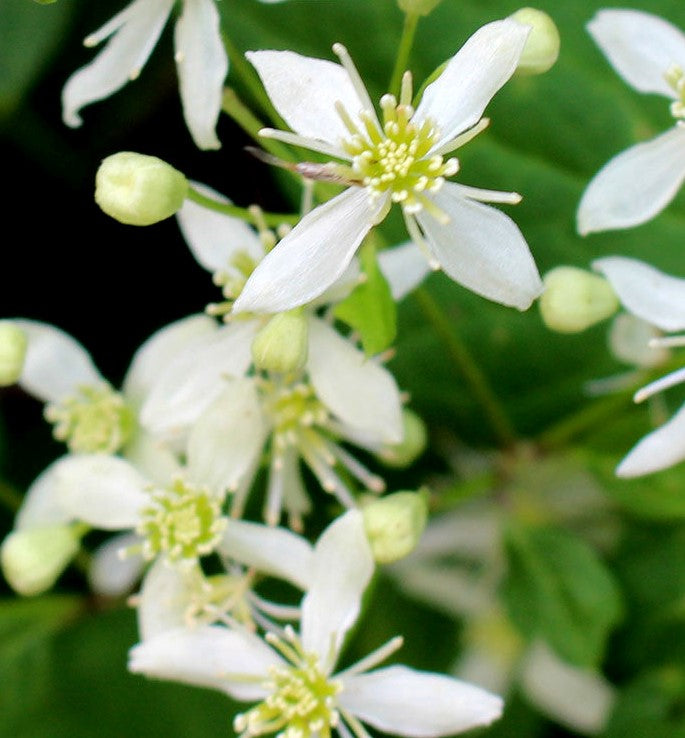 CLEMATIS VIRGINIANA / VIRGIN&