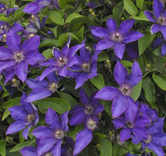 CLEMATIS THE PRESIDENT / CLEMATIS
