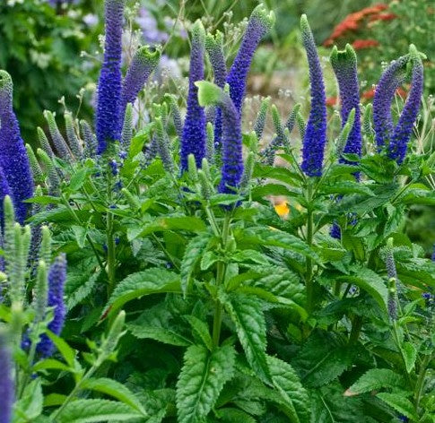 VERONICA X SUNNY BORDER BLUE / SPIKE SPEEDWELL