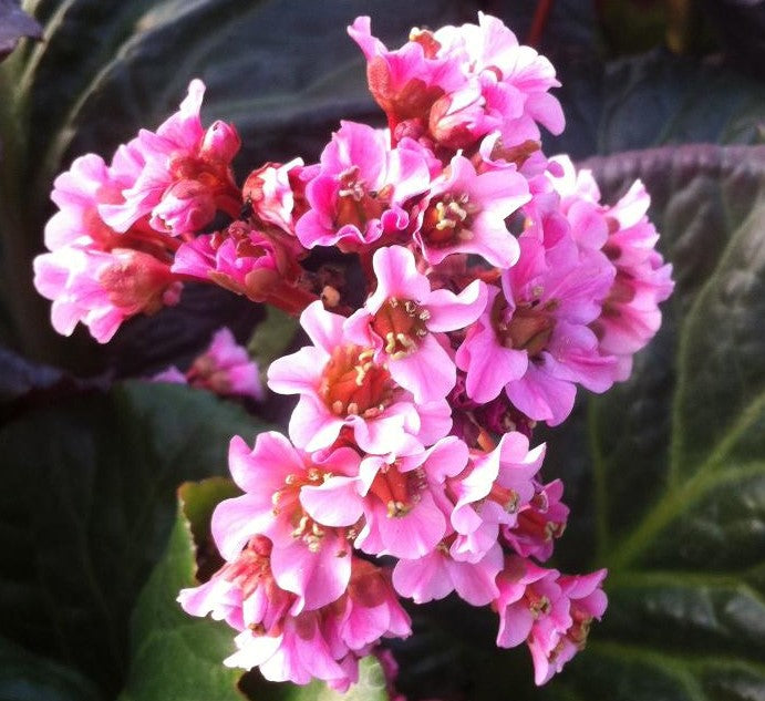 BERGENIA X MAGIC GIANT / HEARTLEAF BERGENIA