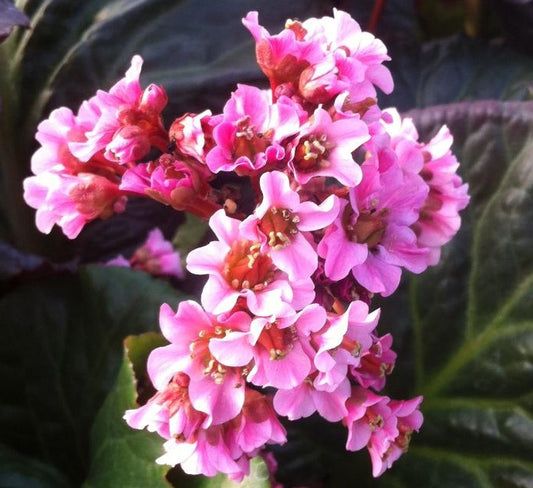 BERGENIA X MAGIC GIANT / HEARTLEAF BERGENIA