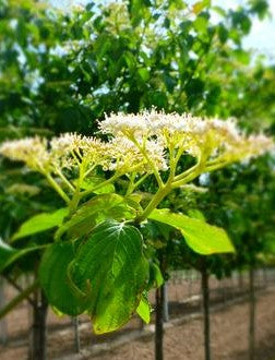 CORNUS ALTERNIFOLIA / PAGODA DOGWOOD