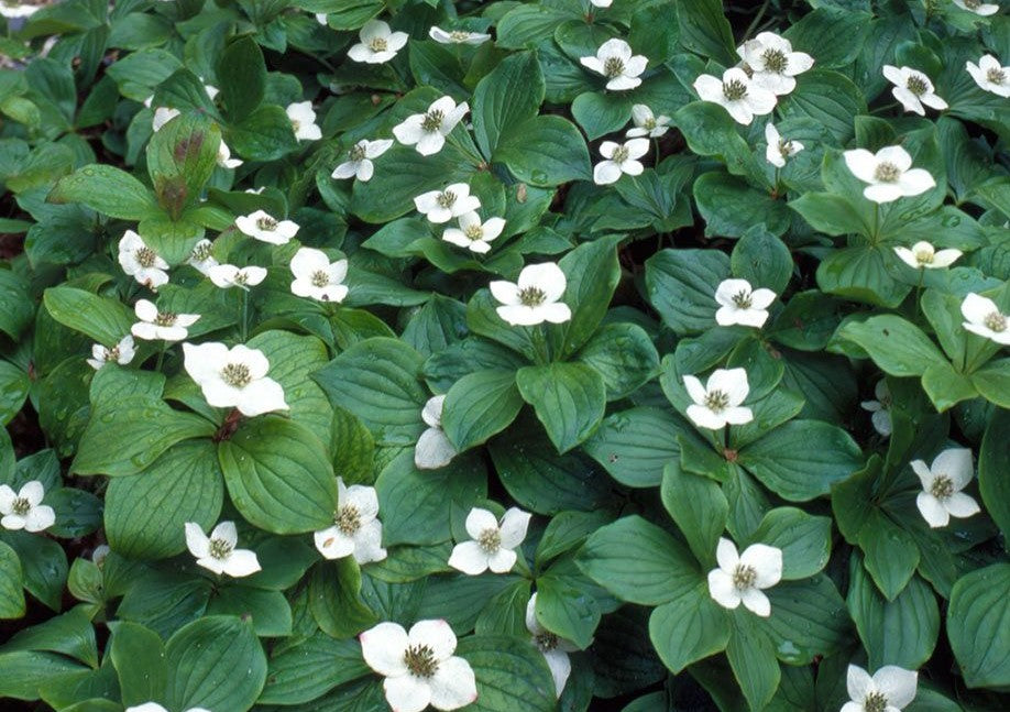 CORNUS CANADENSIS / BUNCHBERRY