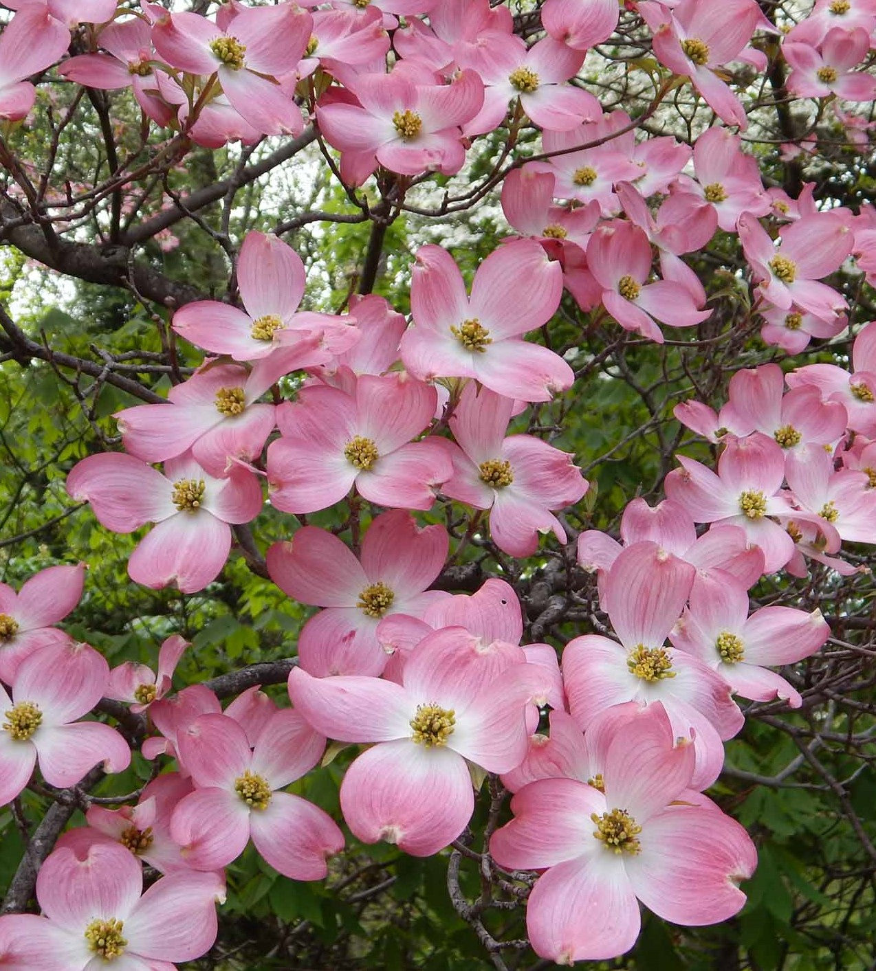 CORNUS FLORIDA RUBRA / PINK FLOWERING DOGWOOD