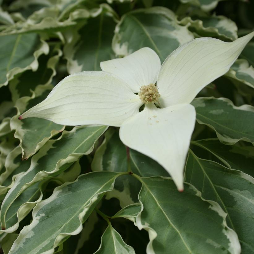 CORNUS KOUSA SAMARITAN™ / SAMARITAN™ FLOWERING DOGWOOD