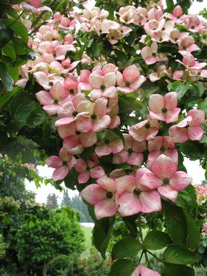 CORNUS KOUSA SATOMI / SATOMI FLOWERING DOGWOOD