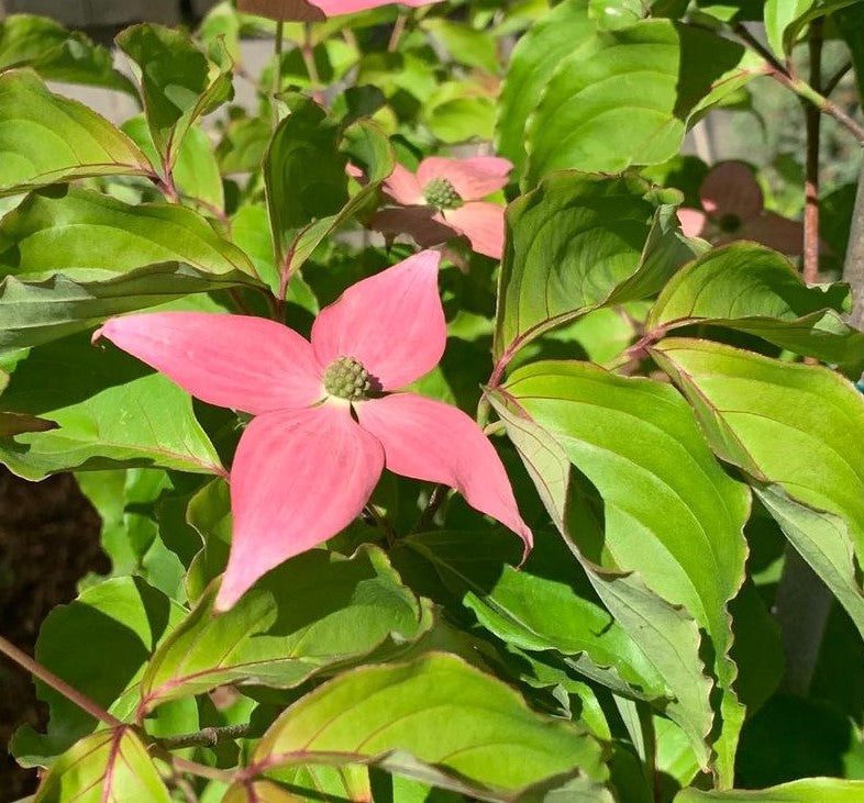 CORNUS KOUSA SCARLET FIRE® / SCARLET FIRE® DOGWOOD
