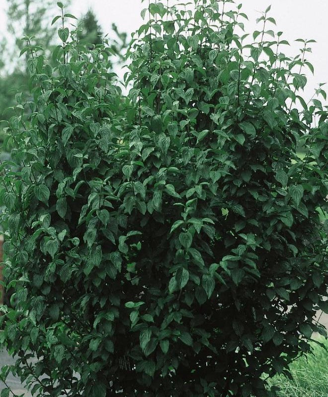 CORNUS MAS GOLDEN GLORY / GOLDEN GLORY CORNELIAN-CHERRY DOGWOOD