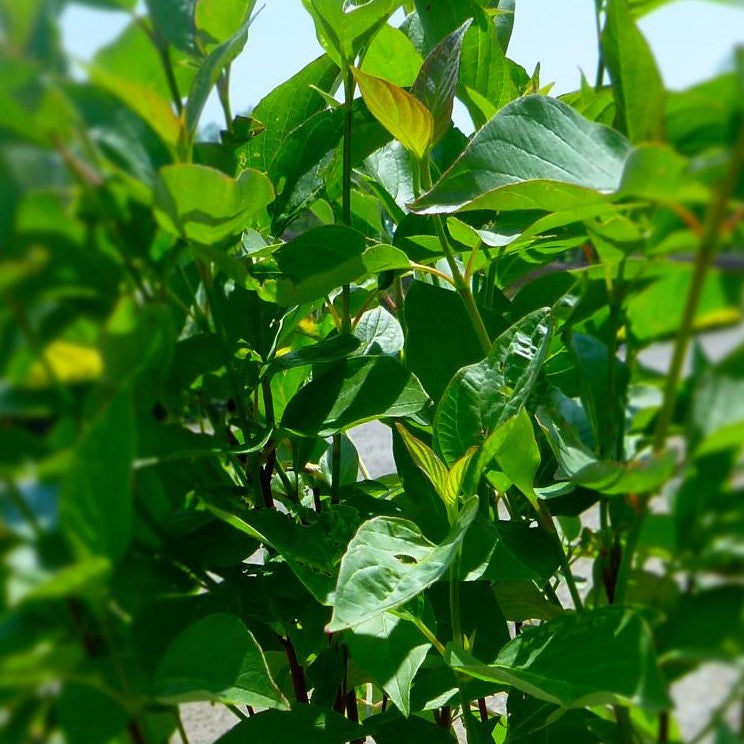 CORNUS SERICEA / RED OSIER DOGWOOD