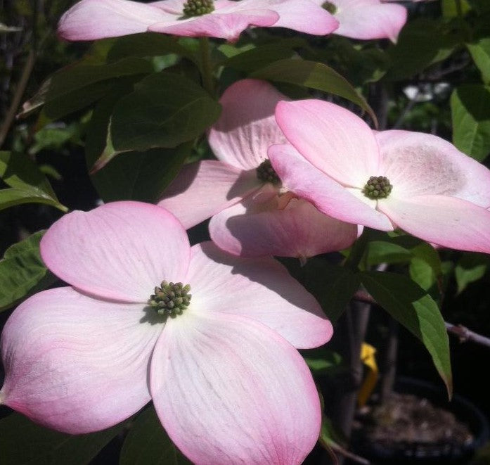 CORNUS X STELLAR PINK® / STELLAR PINK® DOGWOOD