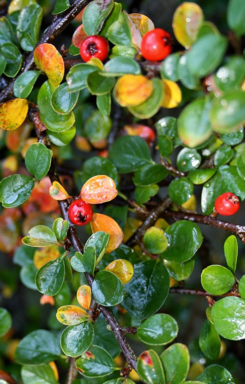 COTONEASTER HORIZONTALIS / ROCKSPRAY COTONEASTER